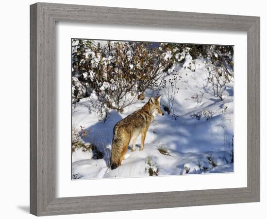 Coyote Walking Through Snow, Kananaskis Country, Alberta, Canada, North America-Jochen Schlenker-Framed Photographic Print