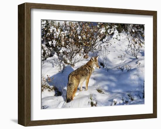 Coyote Walking Through Snow, Kananaskis Country, Alberta, Canada, North America-Jochen Schlenker-Framed Photographic Print