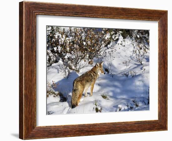 Coyote Walking Through Snow, Kananaskis Country, Alberta, Canada, North America-Jochen Schlenker-Framed Photographic Print