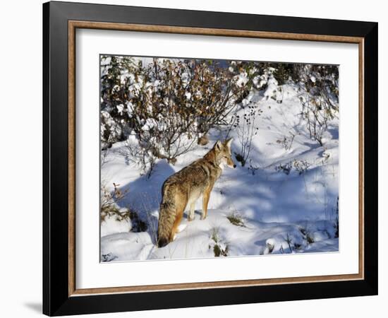 Coyote Walking Through Snow, Kananaskis Country, Alberta, Canada, North America-Jochen Schlenker-Framed Photographic Print