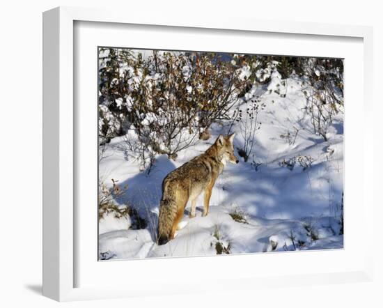 Coyote Walking Through Snow, Kananaskis Country, Alberta, Canada, North America-Jochen Schlenker-Framed Photographic Print