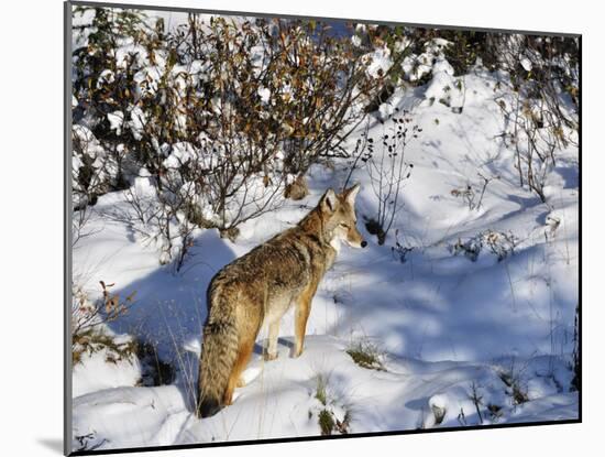 Coyote Walking Through Snow, Kananaskis Country, Alberta, Canada, North America-Jochen Schlenker-Mounted Photographic Print