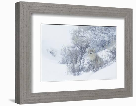 Coyote, winter hiding spot-Ken Archer-Framed Photographic Print