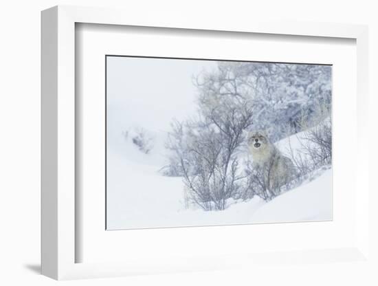 Coyote, winter hiding spot-Ken Archer-Framed Photographic Print