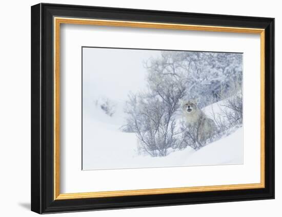 Coyote, winter hiding spot-Ken Archer-Framed Photographic Print