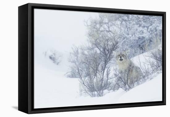 Coyote, winter hiding spot-Ken Archer-Framed Premier Image Canvas