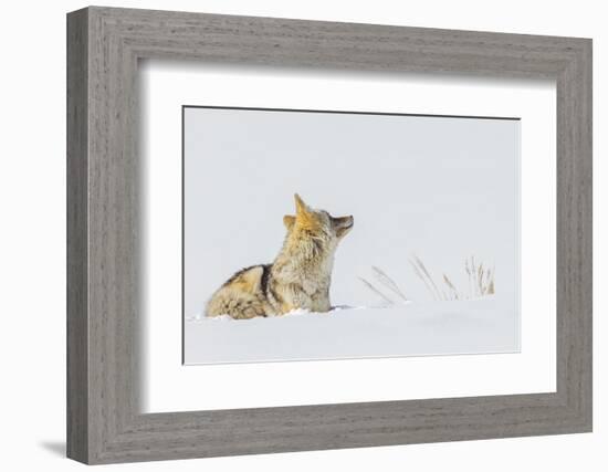 Coyote, winter rest-Ken Archer-Framed Photographic Print