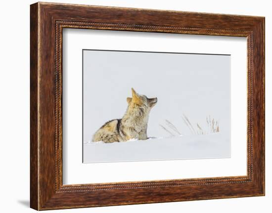 Coyote, winter rest-Ken Archer-Framed Photographic Print