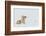 Coyote, winter rest-Ken Archer-Framed Photographic Print