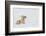 Coyote, winter rest-Ken Archer-Framed Photographic Print