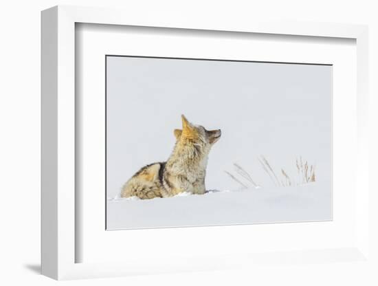 Coyote, winter rest-Ken Archer-Framed Photographic Print