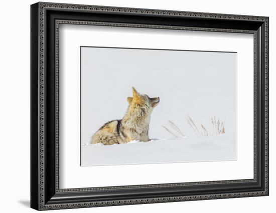 Coyote, winter rest-Ken Archer-Framed Photographic Print