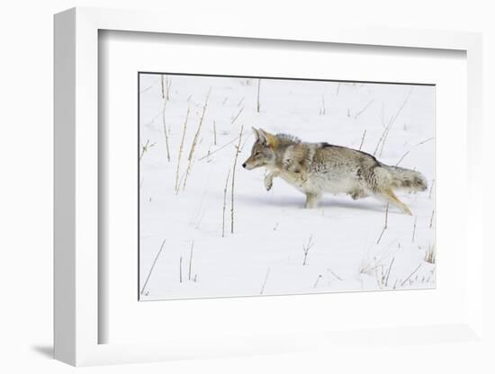 Coyote, Winter Stalking-Ken Archer-Framed Photographic Print