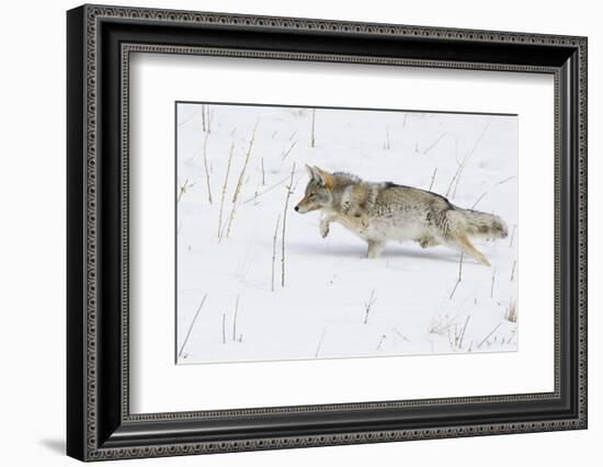 Coyote, Winter Stalking-Ken Archer-Framed Photographic Print