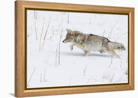 Coyote, Winter Stalking-Ken Archer-Framed Premier Image Canvas