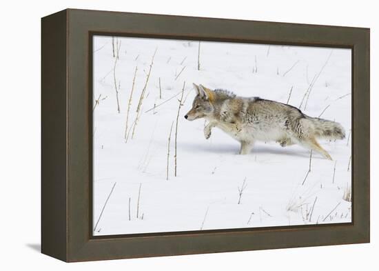 Coyote, Winter Stalking-Ken Archer-Framed Premier Image Canvas
