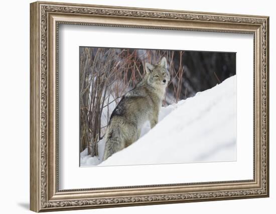 Coyote, Winter Survival-Ken Archer-Framed Photographic Print