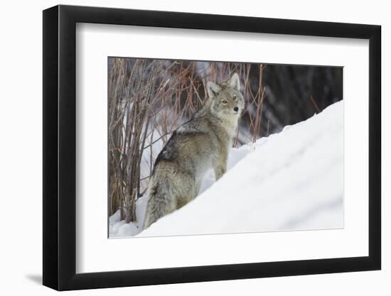 Coyote, Winter Survival-Ken Archer-Framed Photographic Print