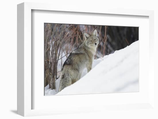 Coyote, Winter Survival-Ken Archer-Framed Photographic Print