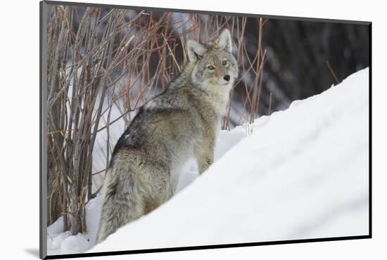 Coyote, Winter Survival-Ken Archer-Mounted Photographic Print