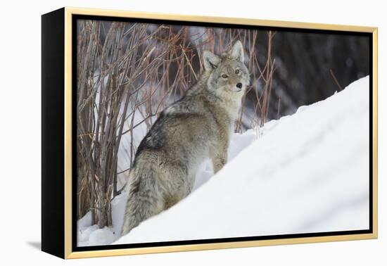 Coyote, Winter Survival-Ken Archer-Framed Premier Image Canvas