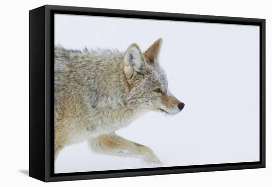 Coyote, Winter Travel-Ken Archer-Framed Premier Image Canvas