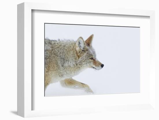 Coyote, Winter Travel-Ken Archer-Framed Photographic Print