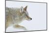 Coyote, Winter Travel-Ken Archer-Mounted Photographic Print