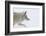 Coyote, Winter Travel-Ken Archer-Framed Photographic Print