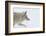 Coyote, Winter Travel-Ken Archer-Framed Photographic Print