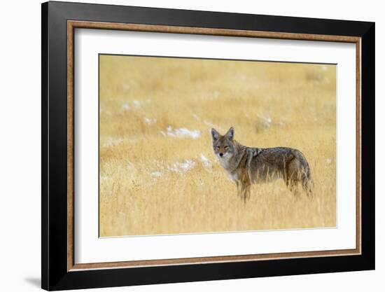 Coyote, Yellowstone National Park-Jason Savage-Framed Giclee Print