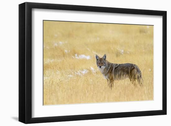 Coyote, Yellowstone National Park-Jason Savage-Framed Giclee Print
