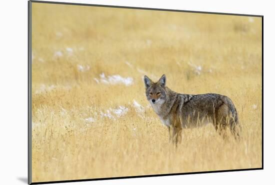 Coyote, Yellowstone National Park-Jason Savage-Mounted Giclee Print