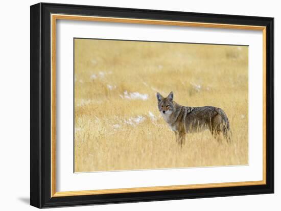 Coyote, Yellowstone National Park-Jason Savage-Framed Giclee Print