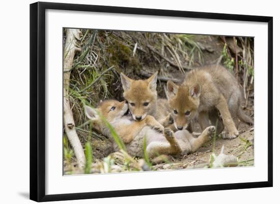 Photographic Print, , large