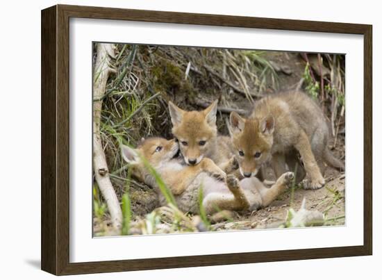 Coyote Young Wild Pups Playing Near their Den-null-Framed Photographic Print