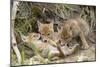 Coyote Young Wild Pups Playing Near their Den-null-Mounted Photographic Print