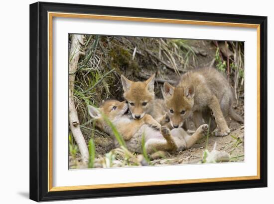 Coyote Young Wild Pups Playing Near their Den-null-Framed Photographic Print