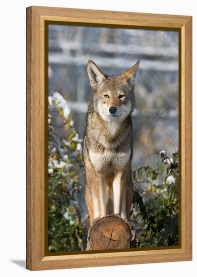 Coyote-Lantern Press-Framed Stretched Canvas