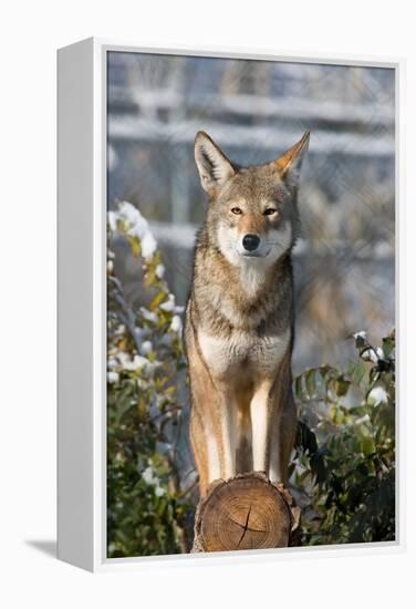 Coyote-Lantern Press-Framed Stretched Canvas