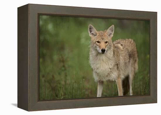 Coyote-DLILLC-Framed Premier Image Canvas