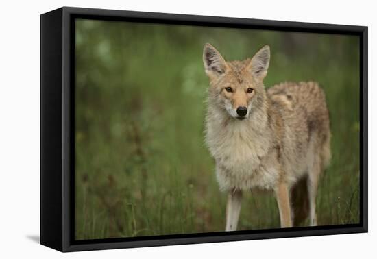 Coyote-DLILLC-Framed Premier Image Canvas