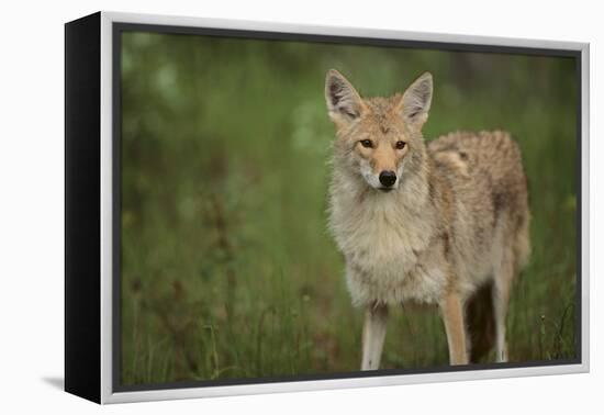 Coyote-DLILLC-Framed Premier Image Canvas