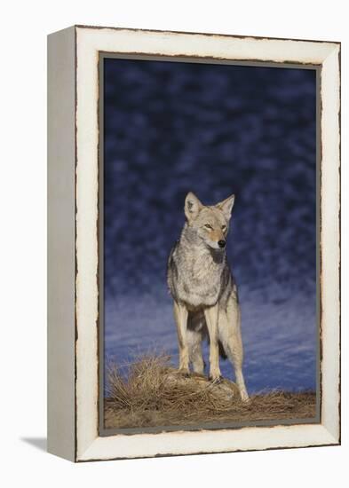 Coyote-DLILLC-Framed Premier Image Canvas