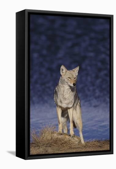 Coyote-DLILLC-Framed Premier Image Canvas