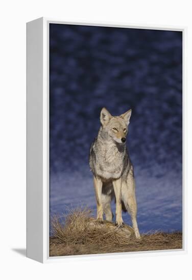 Coyote-DLILLC-Framed Premier Image Canvas