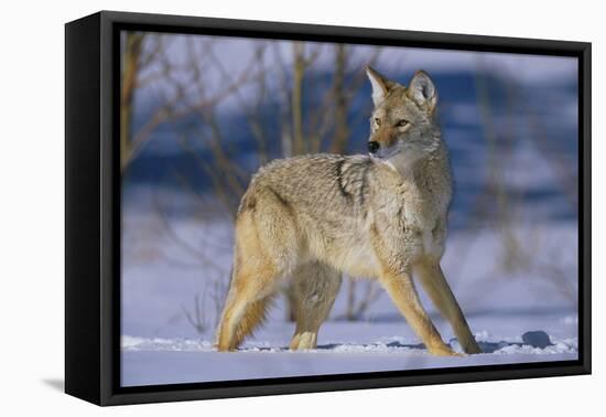 Coyote-DLILLC-Framed Premier Image Canvas