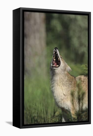 Coyote-DLILLC-Framed Premier Image Canvas