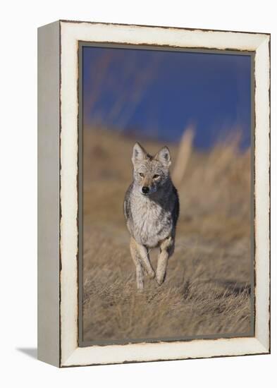 Coyote-DLILLC-Framed Premier Image Canvas