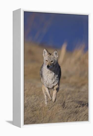 Coyote-DLILLC-Framed Premier Image Canvas